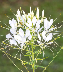 Luštěnice trnitá bílá - Cleome hassleriana - osivo luštěnice - 10 ks