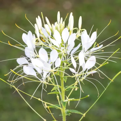 Luštěnice trnitá bílá - Cleome hassleriana - osivo luštěnice - 10 ks