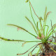 Rosnatka kapská Vogelgat NR - Drosera capensis - osivo rosnatky - 15 ks