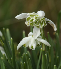 Sněženka plnokvětá - Galanthus nivalis double - cibule sněženek - 3 ks