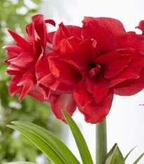 Hvězdník Amarantia plnokvětý - Hippeastrum - cibule hvězdníků - 1 ks