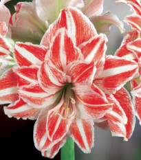 Hvězdník Dancing Queen plnokvětý - Hippeastrum - cibule hvězdníků - 1 ks