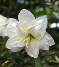 Hvězdník Jewel plnokvětý - Hippeastrum - cibule hvězdníků - 1 ks