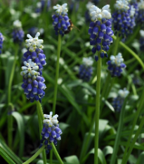 Modřenec Touch of snow - Muscari armeniacum - cibule modřenců - 5 ks