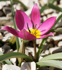 Tulipán Eastern Star pulchella - Tulipa - cibule tulipánů - 3 ks