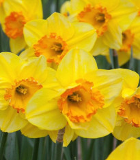 Narcis Early Flame - Narcissus - cibule narcisů  - 3 ks