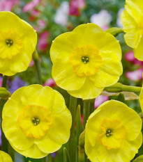 Narcis Sun Disc - Narcissus jonquilla - cibule narcisů  - 3 ks