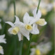 Narcis Toto - Narcissus - cibule narcisů  - 3 ks