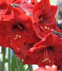 Hvězdník Benfica - Hippeastrum - cibule hvězdníků - 1 ks