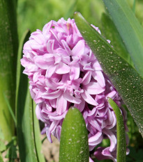 Hyacint Splendid Cornelia - Hyacinthus - cibule hyacintů - 1 ks