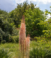 Liliochvostec Romance - Eremurus - hlízy liliochvostců - 1 ks