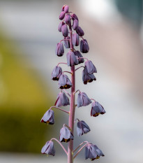 Řebčík Adiyaman perský - Fritillaria persica - cibule řebčíků - 1 ks