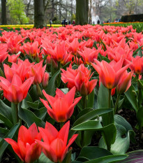 Tulipán Pieter de Leur - Tulipa - cibule tulipánů - 3 ks