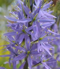 Ladoník modrý - Camassia - cibule ladoníků - 2 ks