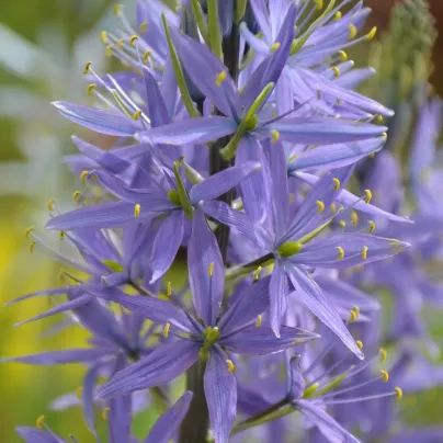 Ladoník modrý - Camassia - cibule ladoníků - 2 ks