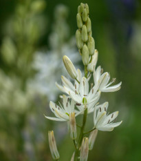 Ladoník bílý - Camassia alba - cibule ladoníků - 2 ks