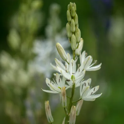 Ladoník bílý - Camassia alba - cibule ladoníků - 2 ks