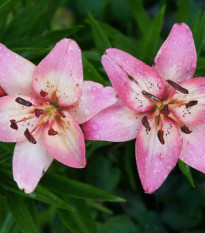 Lilie Pink Pixie - Lilium - cibule lilií - 1 ks