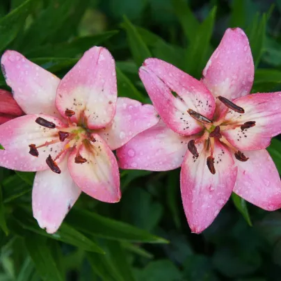 Lilie Pink Pixie - Lilium - cibule lilií - 1 ks