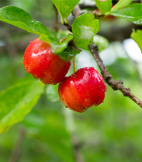 Acerola - Barbadorská třešeň - Malpighia glabra - prodej semen - 4 ks