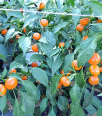 Chilli Korál oranžové - Capsicum annuum - osivo chilli - 7 ks