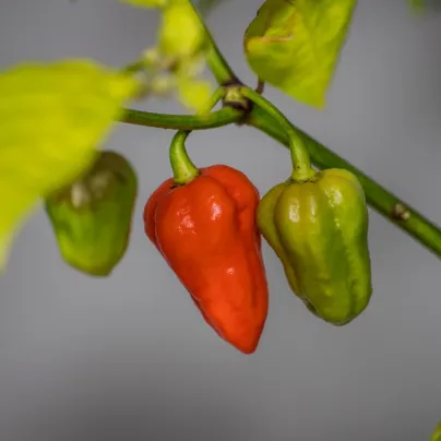 Chilli 7 Pot Primo - Capsicum chinense - osivo chilli - 6 ks