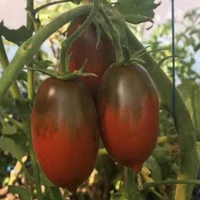 Rajče Black Plum - Solanum lycopersicum - osivo rajčat - 6 ks