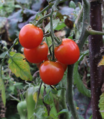 Rajče Resibella - Solanum lycopersicum - osivo rajčat - 6 ks