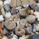 Lithops dinteri Dintergreen - osivo lithopsu - 10 ks