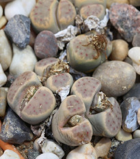 Lithops dinteri Dintergreen - osivo lithopsu - 10 ks