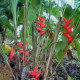 Helikonie - Heliconia aemygdiana - osivo helikonie - 5 ks