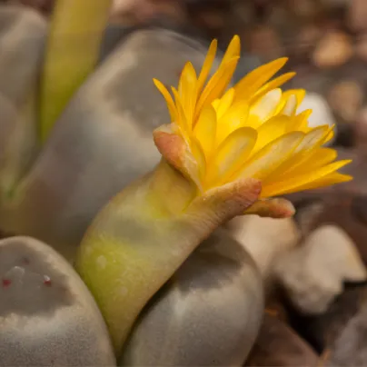 Lithops dinteri Dintergreen - osivo lithopsu - 10 ks