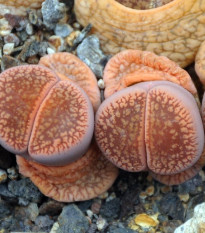 Lithops euniceae Fluminalis - osivo lithopsu - 10 ks