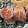 Lithops euniceae Fluminalis - osivo lithopsu - 10 ks