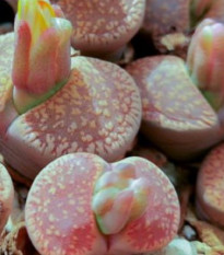 Lithops aucampiae Rudesheim Shiraz - osivo lithopsu - 10 ks