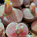 Lithops aucampiae Rudesheim Shiraz - osivo lithopsu - 10 ks