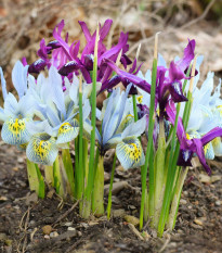 Nízké kosatce směs - Iris reticulata - hlízy kosatců - 5 ks