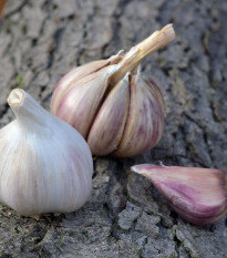 Sadbový česnek Rusinka - paličák - Allium sativum - cibulky česneku - 1 balení