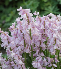 Hyacintovec španělský růžový - Hyacinthoides hispanica - cibule hyacintovců - 5 ks