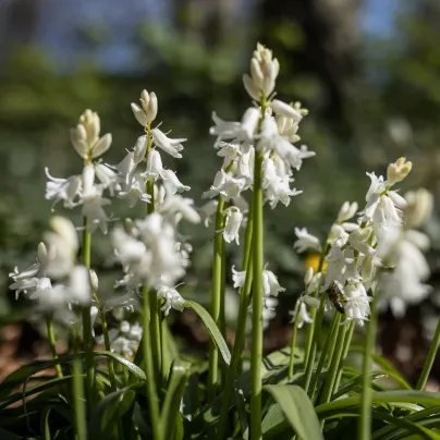 Hyacintovec španělský bílý - Hyacinthoides hispanica - cibule hyacintovců - 5 ks