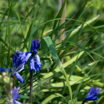 Hyacintovec britský - Hyacinthoides non scripta - cibule hyacintovců - 5 ks