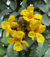 Tabebuja chrysotricha - Handroanthus chrysotrichus - osivo tabebuji - 5 ks