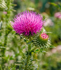 BIO Ostropestřec mariánský - Silybum marianum - bio osivo ostropestřce - 35 ks