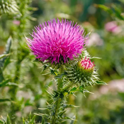 BIO Ostropestřec mariánský - Silybum marianum - bio osivo ostropestřce - 35 ks