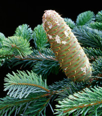 Jedle bělokorá - Abies alba - osivo jedle - 7 ks