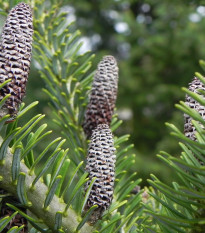 Jedle balzámová - Abies balsamea - osivo jedle - 7 ks