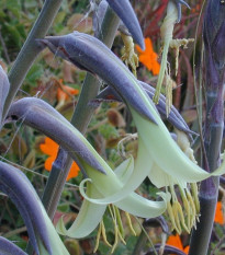 Puja - Puya mirabilis - osivo puji - 5 ks