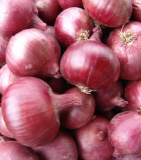 Cibule jarní červená Karmen - Allium cepa - osivo cibule - 200 ks