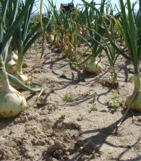 Cibule jarní salátová Globo - Allium cepa - osivo cibule - 180 ks