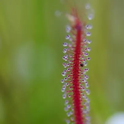 Rosnatka kapská Dark Maroon - Drosera capensis - osivo rosnatky - 10 ks